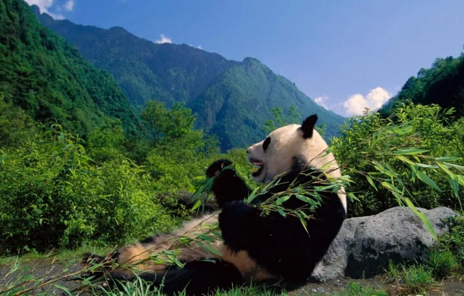 濒危动物大熊猫